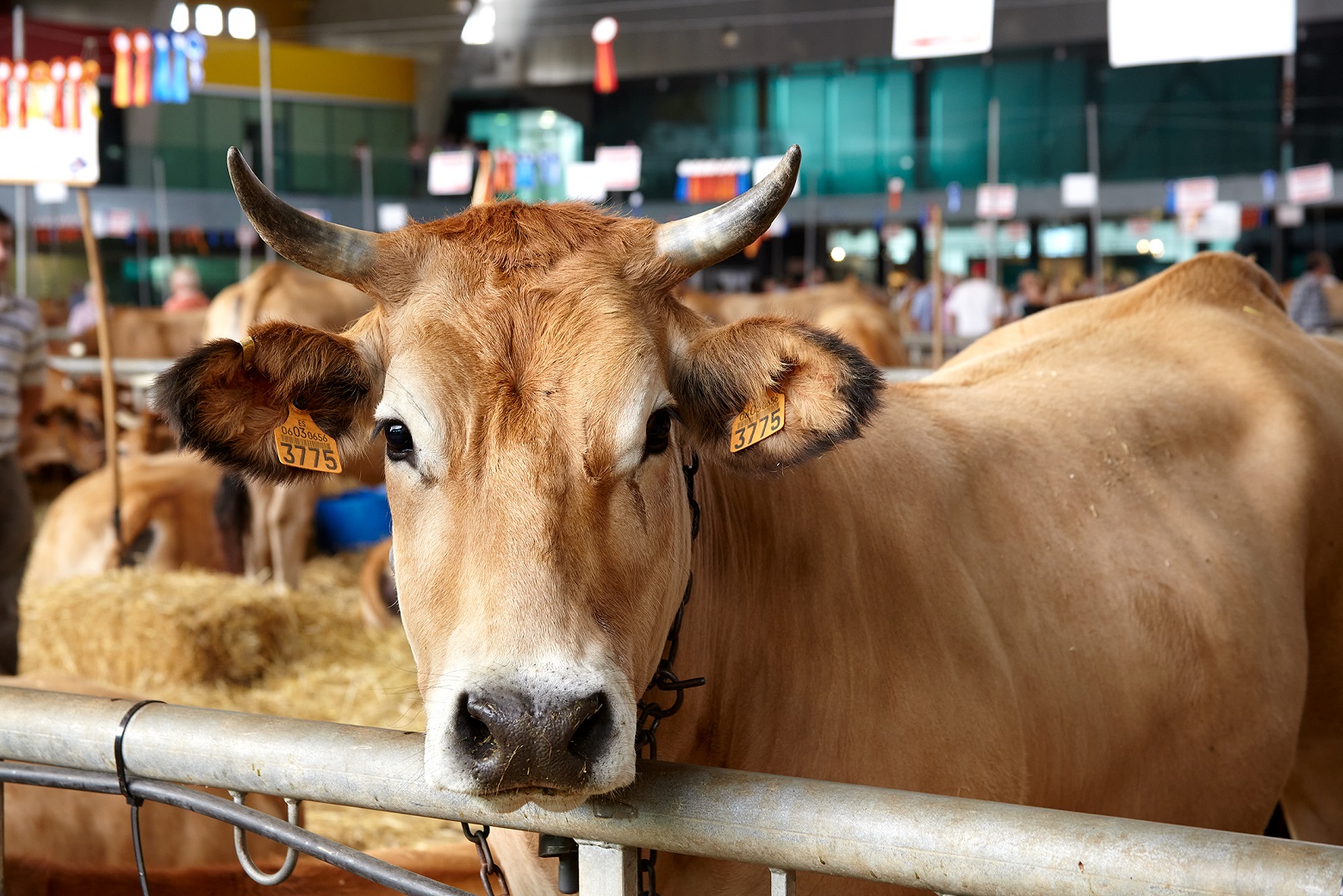 Entregados los premios del 141º Certamen de Ganado de San Agustín